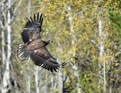 Eagle 5